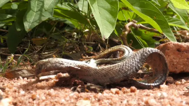 யெல்லோ கிரேஸி எறும்புகள்