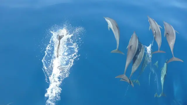 කාබන් ඩයොක්සයිඩ් සාගර ජලයේ දියවේ. එමෙන්ම සාගරයේ ඇති ජලජ ශාක සහ ප්ලවාංග ආදිය ප්‍රභාසංශ්ලේෂණය සඳහා කාබන් ඩයොක්සයිඩ් යොදාගැනීම නිසා සාගර පරිසර පද්ධතිය පෘථිවියේ උණුසුම පාලනයට සහ කාබන් චක්‍රය පවත්වාගෙන යෑමට ඉතා වැදගත් මෙහෙයක් සිදු කරනු ලැබේ.