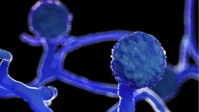 క్యాన్సర్‌