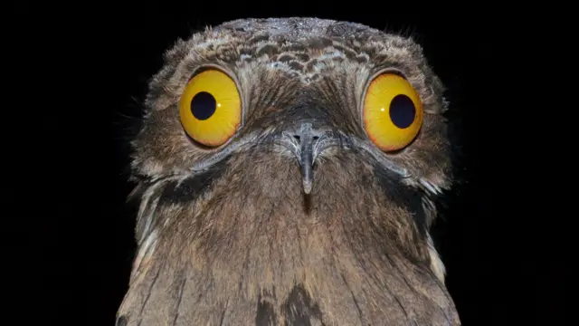 A close-up view of an urutaú bird against a black background, showing its large round yellow eyes, narrow beak, and mottled brown plumage.