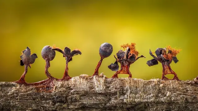 Mohos deslizantes parecen pequeñas personas con los brazos en el aire
