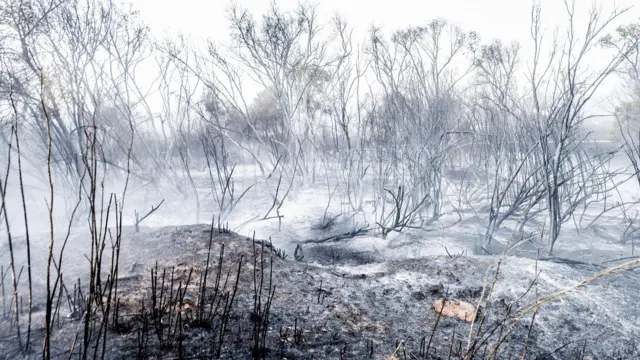 د مادريد شمال ته، د ترس کانتوس (Tres Cantos) ناحيې ته نږدې په يو ځنګل کې د اورلګېدنې له امله لوګی او ايرې ليدل شوي، چې له امله يې سلګونه اوسېدونکي تخليه شوي، او يو اوسېدونکی چې په سختو سوځېدنو اخته و، په روغتون کې مړ شو.