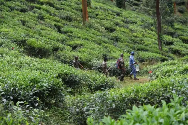 తమిళనాడు, టీ ఎస్టేట్స్, పులులు