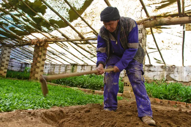Héctor Vélez trabajando en un gran Walipini de la Granja ventilla, en El Alto, en las afueras de La Paz.