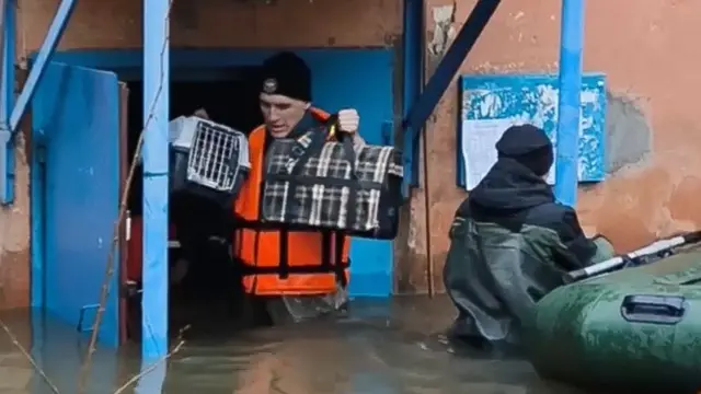 Россия фавқулодда вазиятлар вазирлиги ходимлари сув босган уйдан уй ҳайвонларини олиб чиқишаяпти.