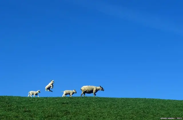 GERARD KINGMA / TPOTY