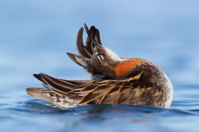 A Red-necked Phalarope on top of the surface of water