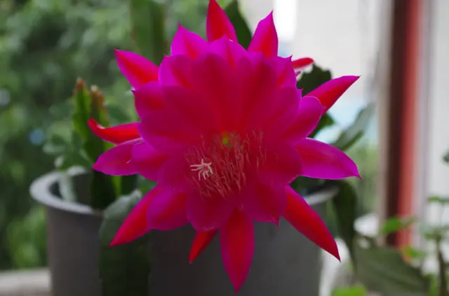 Flor de nopalito color fucsia