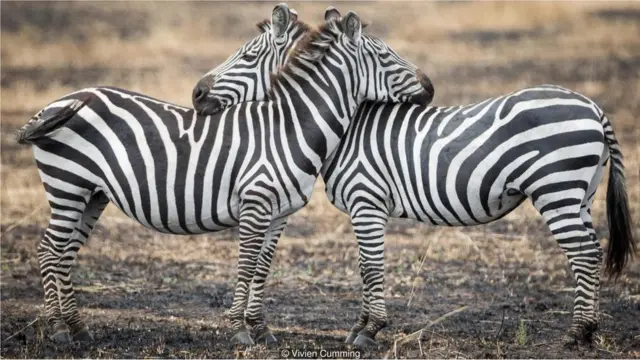 zebras