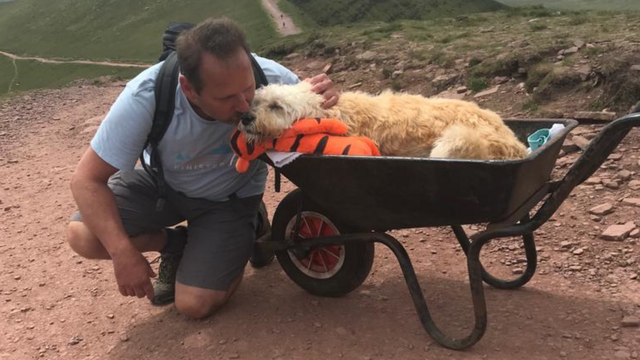 Sick dog Monty takes final walk in wheelbarrow BBC News