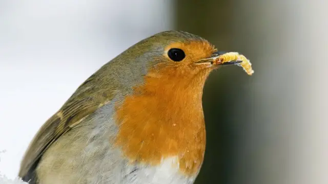 Petirrojo con un gusano de la harina en el pico