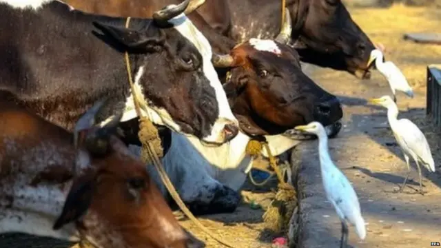 गौशाला