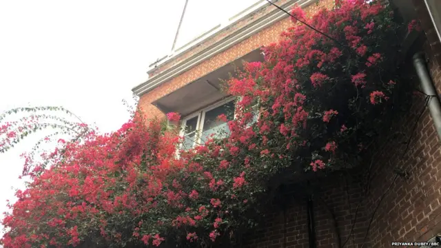 अमृता शेरगिल, विक्टर एगन, गोरखपुर, उत्तर प्रदेश, चीनी मिल, सराया, सरदारनगर