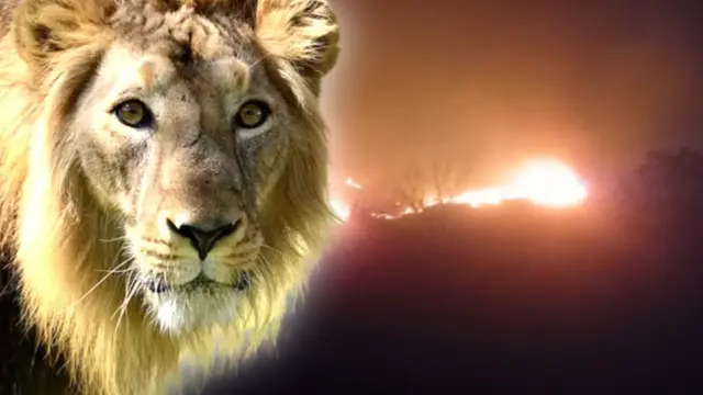 અમરેલી જિલ્લાના ખાંભા ગામ અને તેને અડીને આવેલા મિતિયાળા અભ્યારણ્યની બૉર્ડર પર શુક્રવારે સાંજથી દાવાનળ ફાટી નીકળ્યો હતો