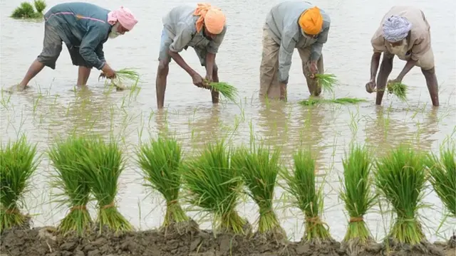 వరి నాట్లు