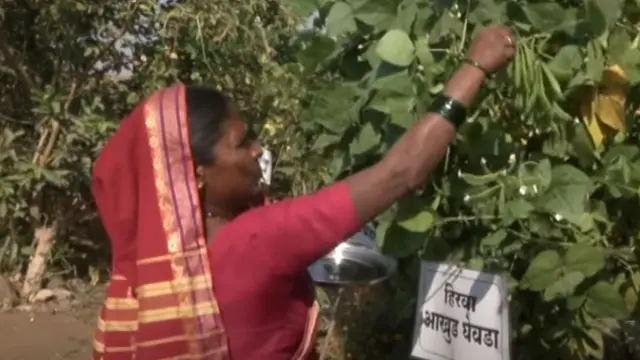 राहीबाई पोपेरे