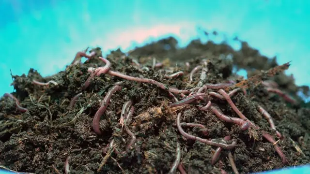 गांडूळ खत