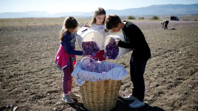 یونانی زعفران