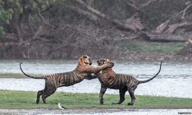 बाघ, कान्हा राष्ट्रीय पार्क, मध्य प्रदेश