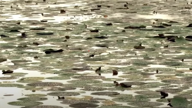 मखाना की खेती