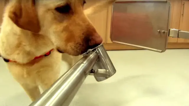 प्रशिक्षित कुत्ते