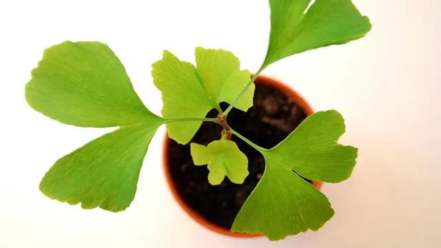 Pequeño gingko germinado en un macetero