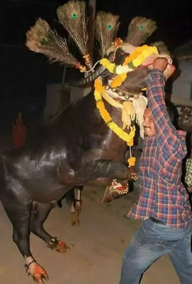 సదర్ ఉత్సవం