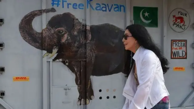 सबसे अकेला हाथी