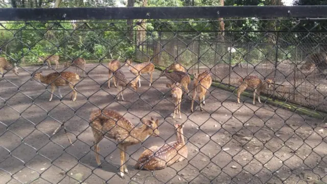 Rusa di Kebun Binatang Bandung