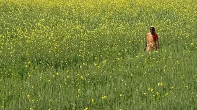 سرسوں کے کھیت