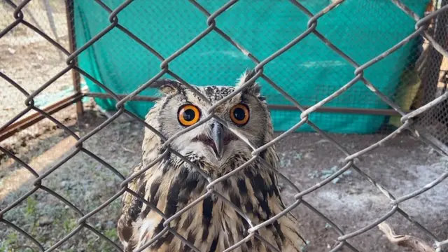 सर्पराज्ञी