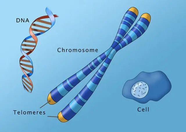Seli za mwili ambazo huchangia mtu kuzeeka