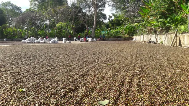 Сушка кофейных зерен