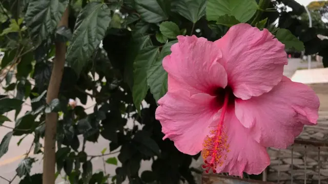 Flor do hibisco