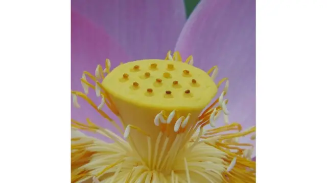 Imagen de un lector de BBC Mundo por el tema "Flores"