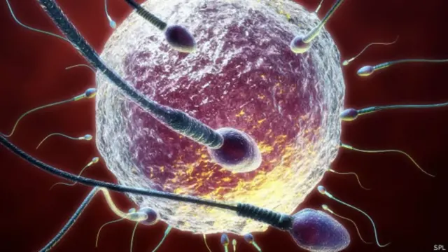 शुक्राणु पर प्रयोग