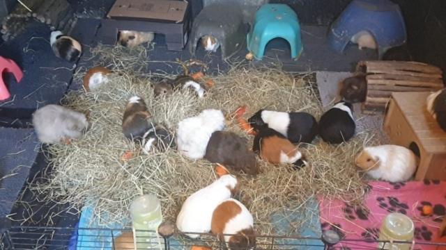 Guinea best sale pig shelter