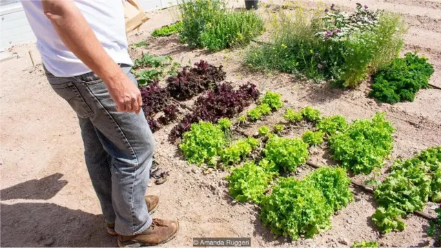 Ürdün Sahra Orman Projesi