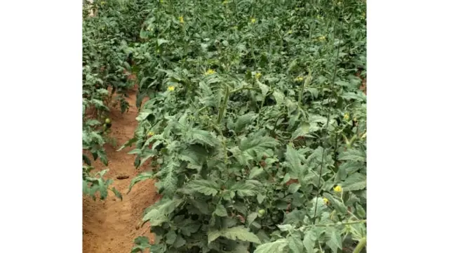 Green House kii ugu horeeyay ee laga sameeyay kaamkasi barakacayaasha ee Bali mataan