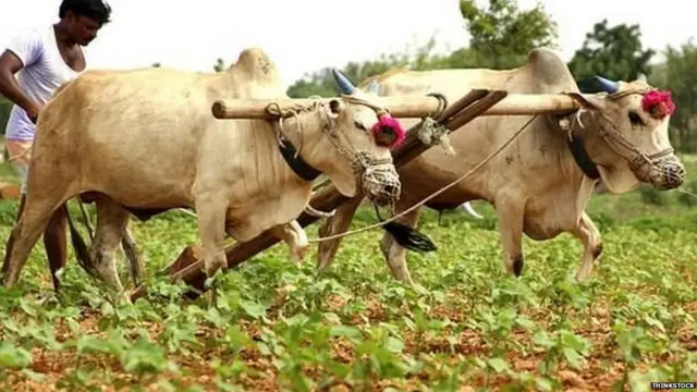 ਬਜਟ 2019, ਖੇਤੀਬਾੜੀ