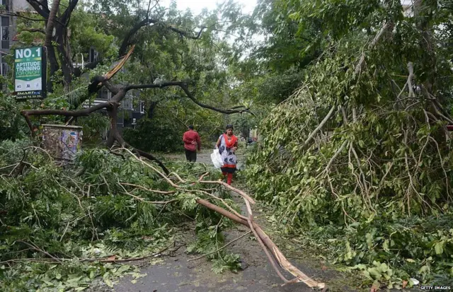 વૃક્ષની તસવીર