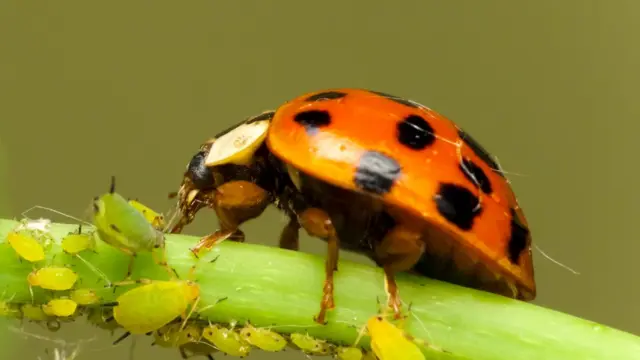 Божья коровка