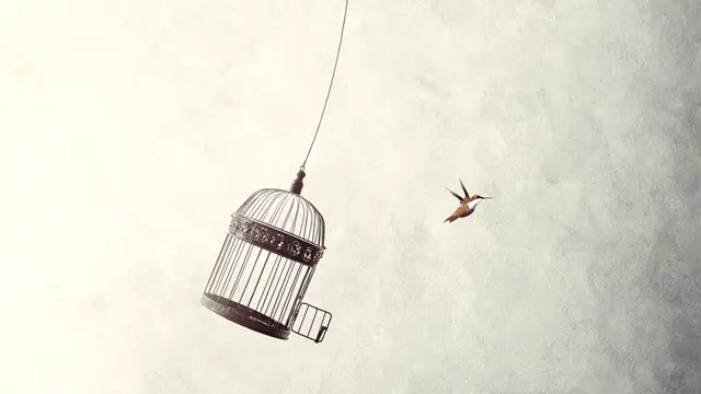 Pájaro escapando de jaula