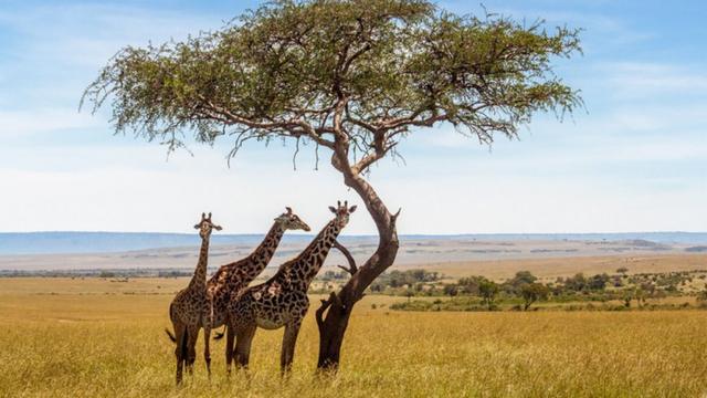 Jirafas bajo un árbol en África.