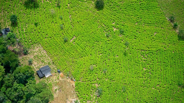 Cultivocbet cupomcoca na Colômbia