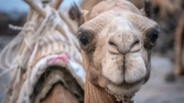 ዝሃመመ ግመል ዝበልዑ ሰባት