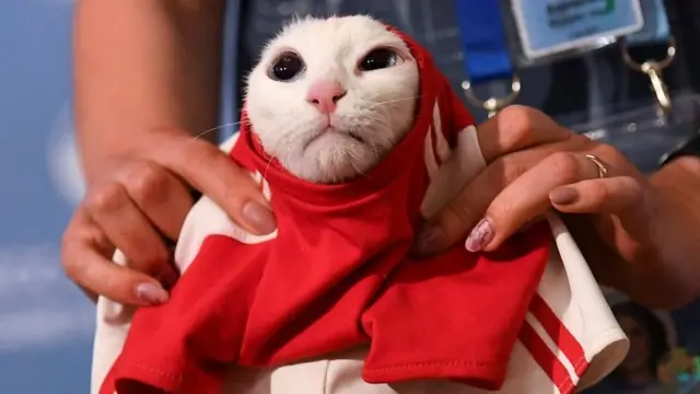 Achilles ni kati ya wanyama wanajaribu uwezo wao wa kutabiri matokeo ya kombe la Dunia wakiwemo wengine huko Kaliningrad, Yekaterinburg na Sochi.