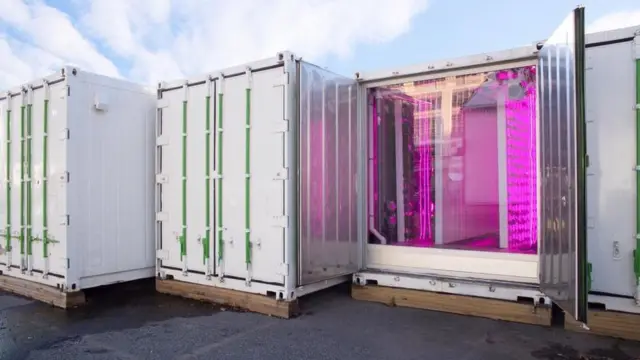 Así son los jardines verticales de Sqare Roots. Foto: Sqare Roots/Facebook