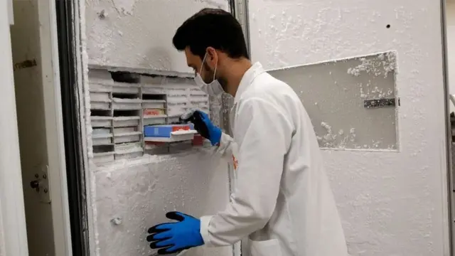 టి కణాలు