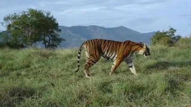 சத்தியமங்கலம் புலிகள் காப்பகம்